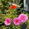 junaposh